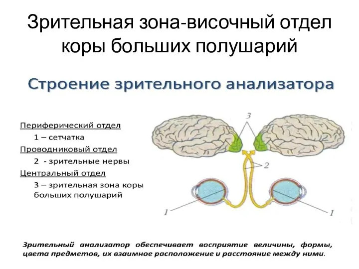 Зрительная зона-височный отдел коры больших полушарий