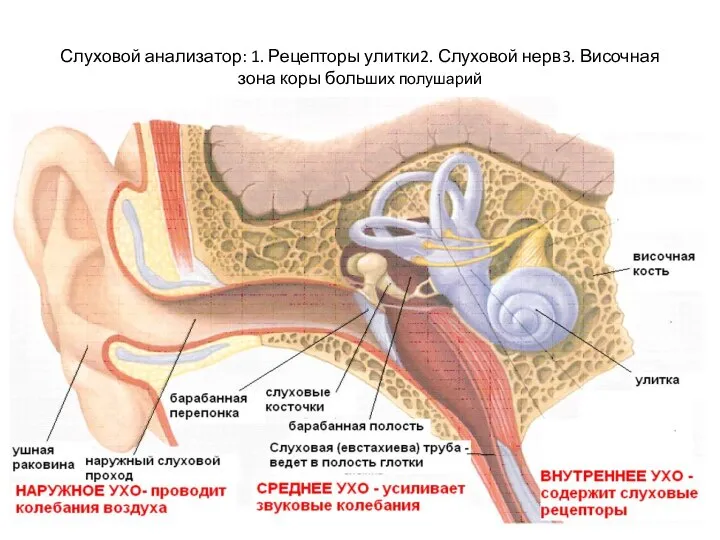 Слуховой анализатор: 1. Рецепторы улитки2. Слуховой нерв3. Височная зона коры больших полушарий