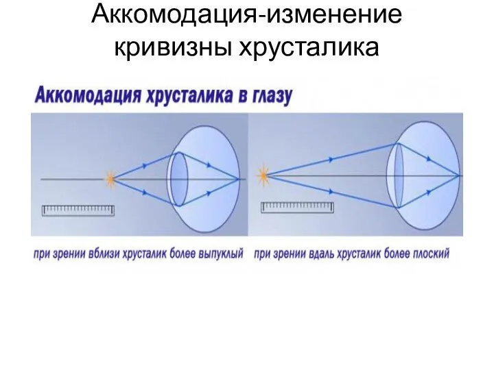 Аккомодация-изменение кривизны хрусталика