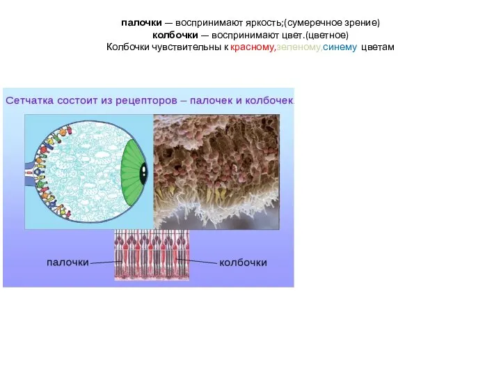 палочки — воспринимают яркость;(сумеречное зрение) колбочки — воспринимают цвет.(цветное) Колбочки чувствительны к красному,зеленому,синему цветам