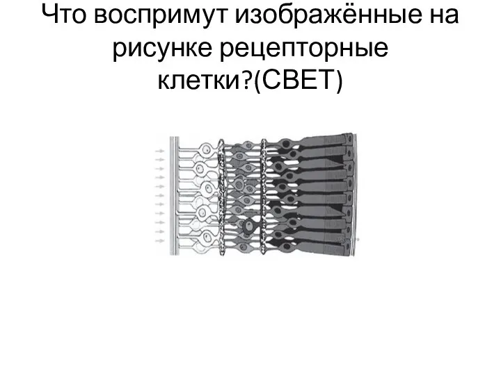 Что воспримут изображённые на рисунке рецепторные клетки?(СВЕТ)