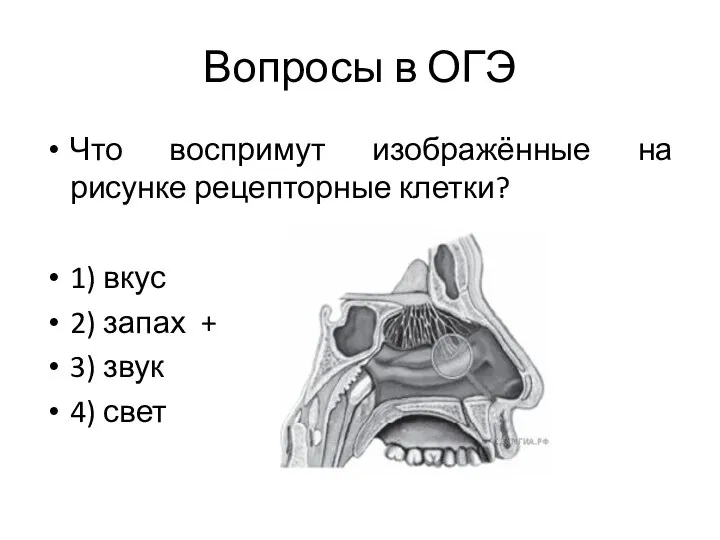 Вопросы в ОГЭ Что воспримут изображённые на рисунке рецепторные клетки? 1)