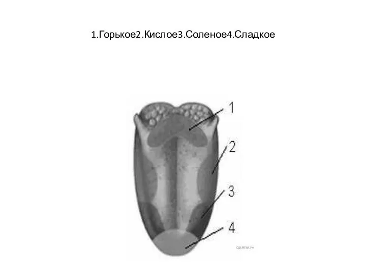 1.Горькое2.Кислое3.Соленое4.Сладкое