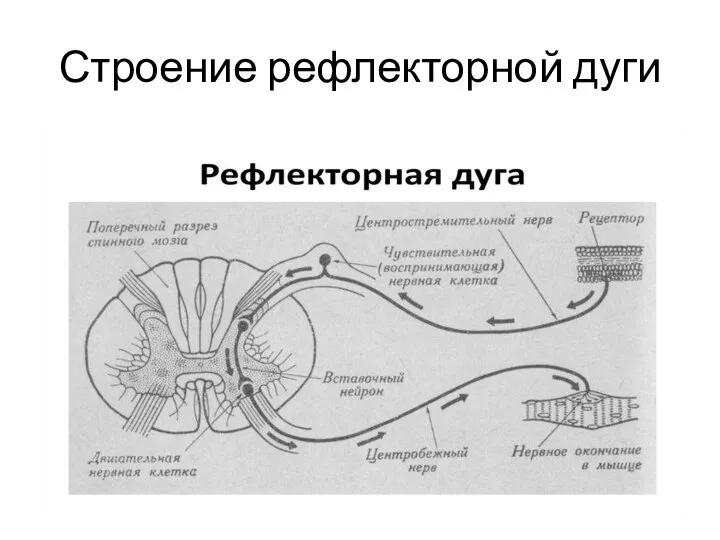 Строение рефлекторной дуги