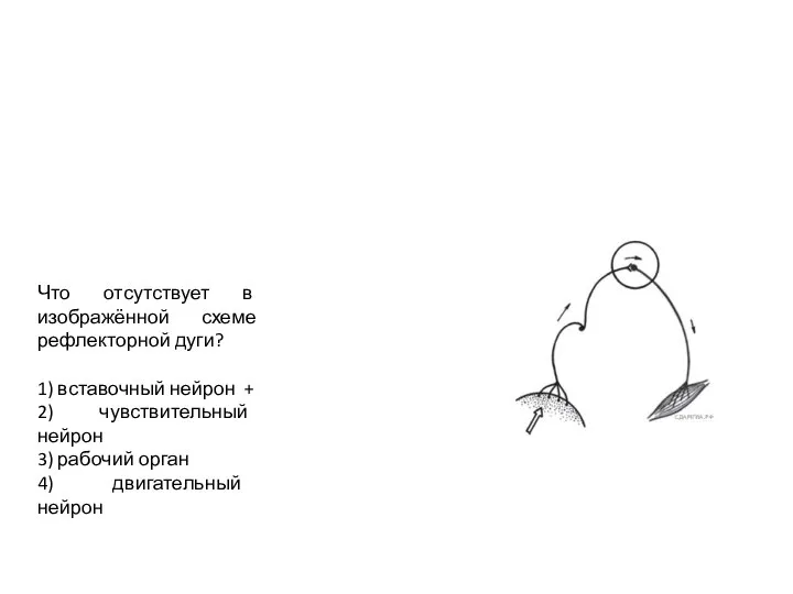 4) двигательный нейрон Что отсутствует в изображённой схеме рефлекторной дуги?​ ​