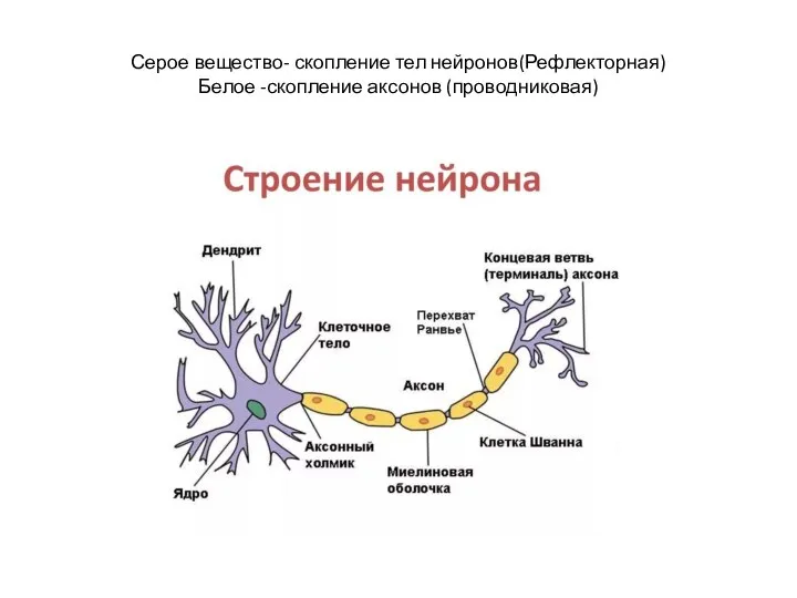 Серое вещество- скопление тел нейронов(Рефлекторная) Белое -скопление аксонов (проводниковая)