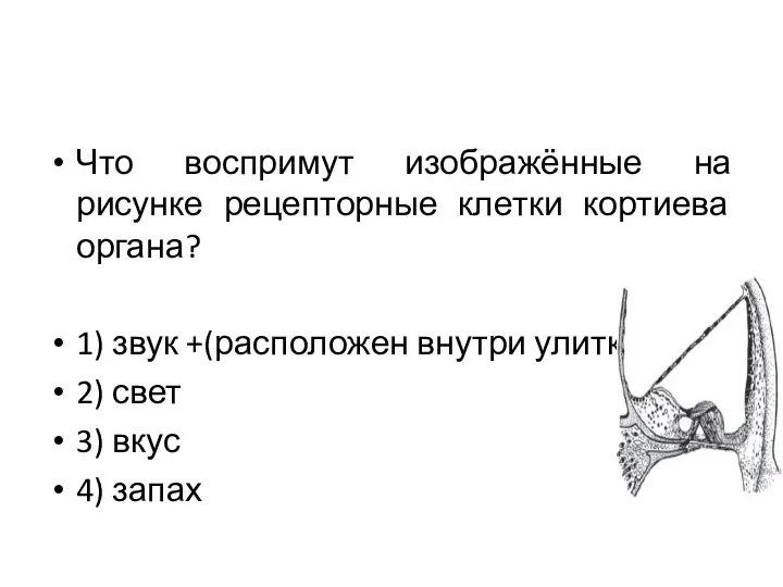 Что воспримут изображённые на рисунке рецепторные клетки кортиева органа? 1) звук