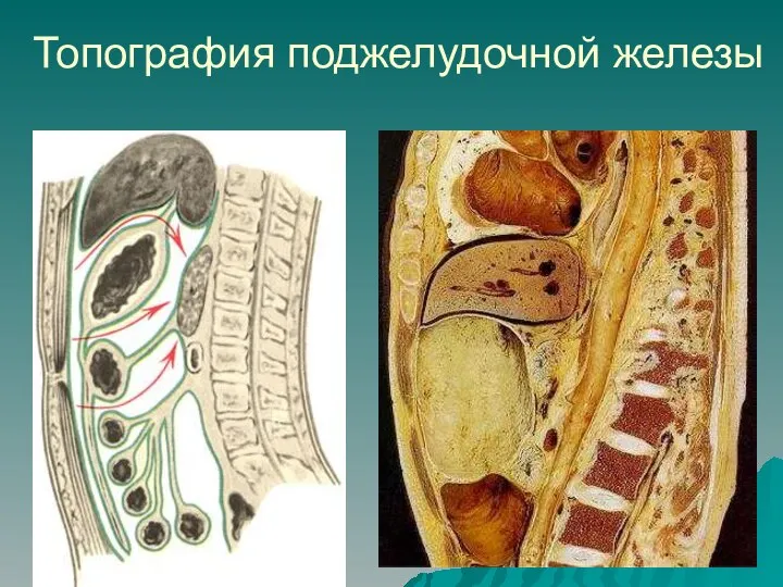 Топография поджелудочной железы