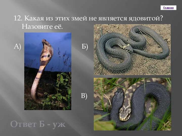 Главная 12. Какая из этих змей не является ядовитой? Назовите её.