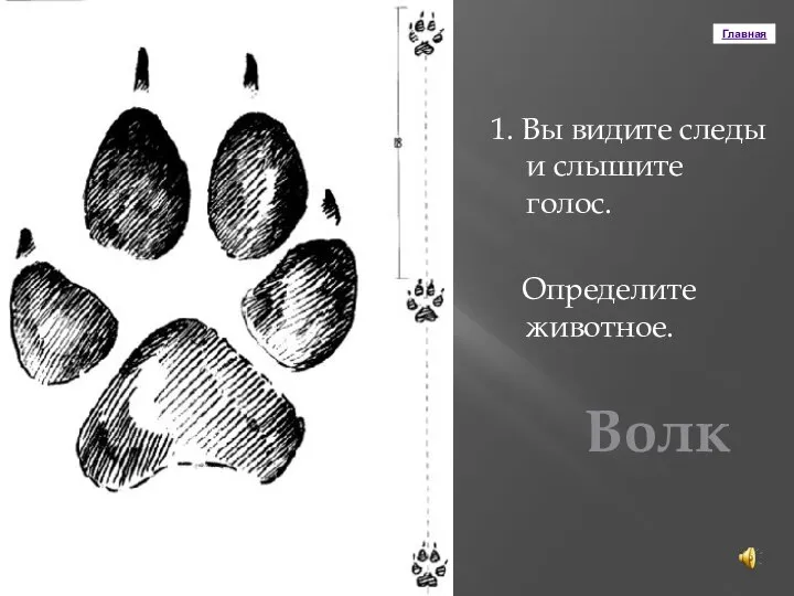 Главная 1. Вы видите следы и слышите голос. Определите животное. Волк