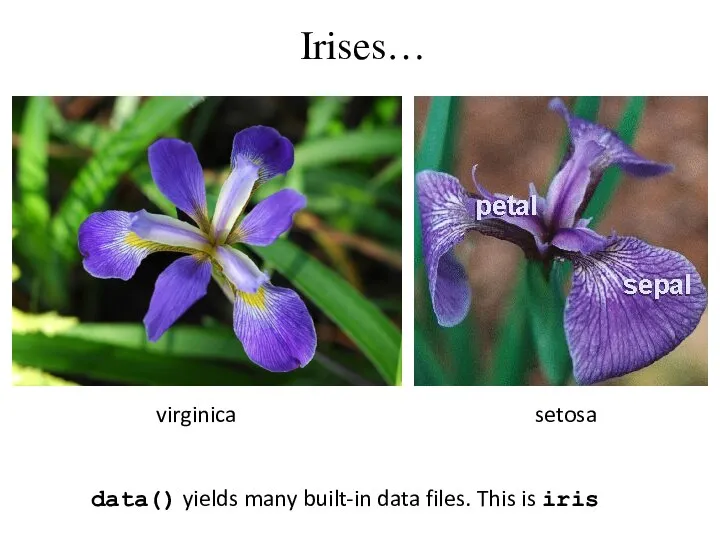 Irises… setosa virginica data() yields many built-in data files. This is iris