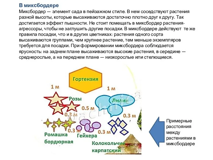 В миксбордере Миксбордер — элемент сада в пейзажном стиле. В нем