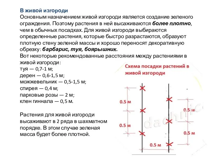 В живой изгороди Основным назначением живой изгороди является создание зеленого ограждения.