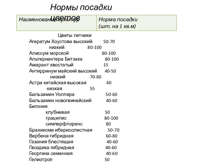 Цветы летники Агератум Хоустова высокий 50-70 низкий 80-100 Алиссум морской 80-100