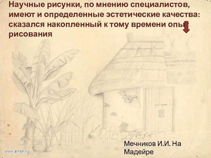 Мечников И.И. На Мадейре Научные рисунки, по мнению специалистов, имеют и