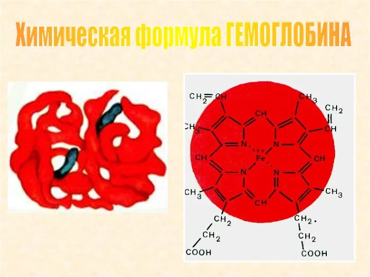 Химическая формула ГЕМОГЛОБИНА