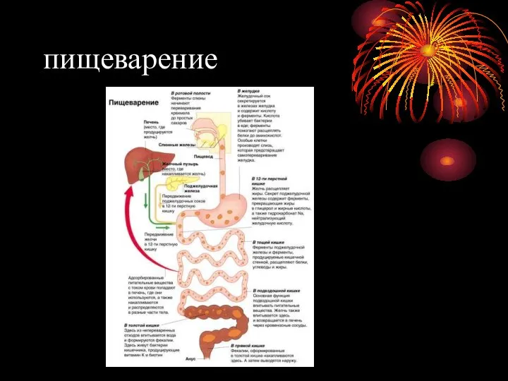 пищеварение