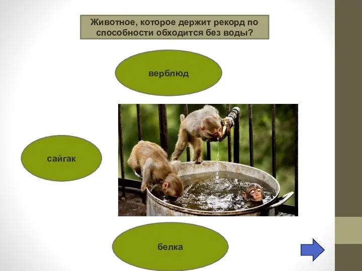 Животное, которое держит рекорд по способности обходится без воды? верблюд сайгак белка