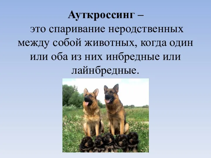 Ауткроссинг – это спаривание неродственных между собой животных, когда один или