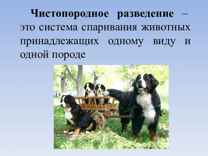 Чистопородное разведение – это система спаривания животных принадлежащих одному виду и одной породе