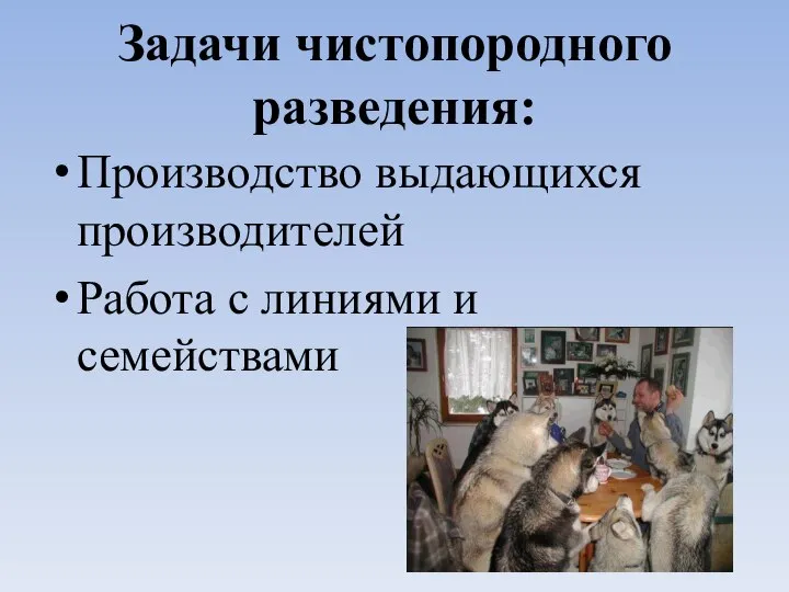 Задачи чистопородного разведения: Производство выдающихся производителей Работа с линиями и семействами