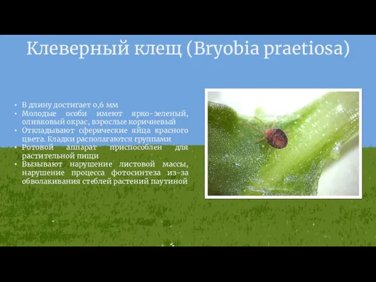 Клеверный клещ (Bryobia praetiosa) В длину достигает 0,6 мм Молодые особи