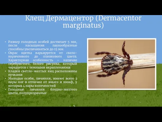 Клещ Дермацентор (Dermacentor marginatus) Размер голодных особей достигает 5 мм, после