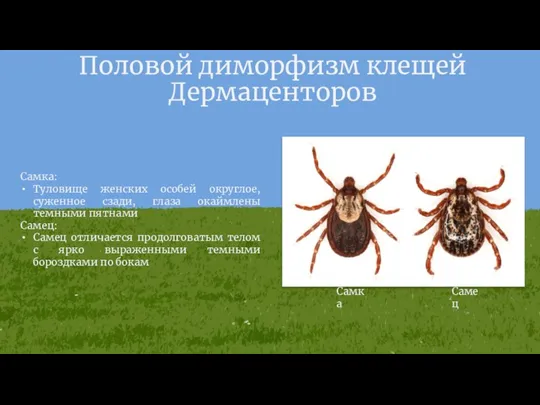 Половой диморфизм клещей Дермаценторов Самка: Туловище женских особей округлое, суженное сзади,