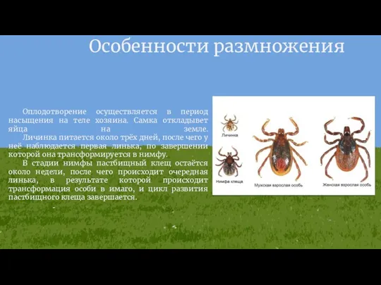 Особенности размножения Оплодотворение осуществляется в период насыщения на теле хозяина. Самка