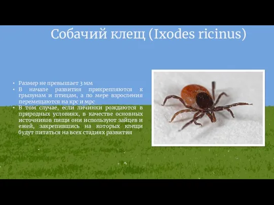 Собачий клещ (Ixodes ricinus) Размер не превышает 3 мм В начале