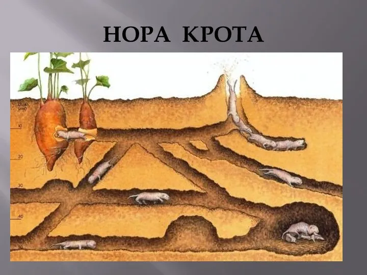 НОРА КРОТА