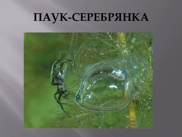 ПАУК-СЕРЕБРЯНКА