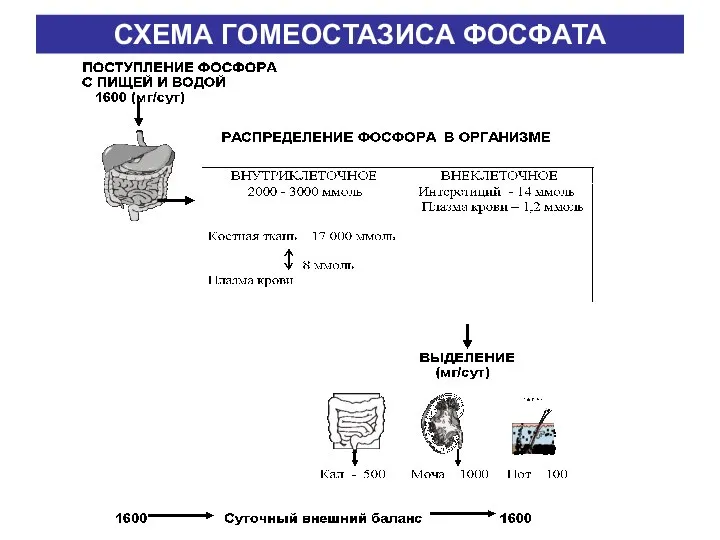 СХЕМА ГОМЕОСТАЗИСА ФОСФАТА