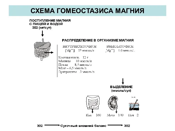 СХЕМА ГОМЕОСТАЗИСА МАГНИЯ