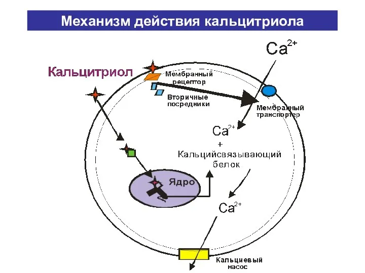 Механизм действия кальцитриола