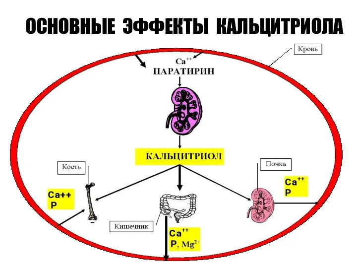 ОСНОВНЫЕ ЭФФЕКТЫ КАЛЬЦИТРИОЛА