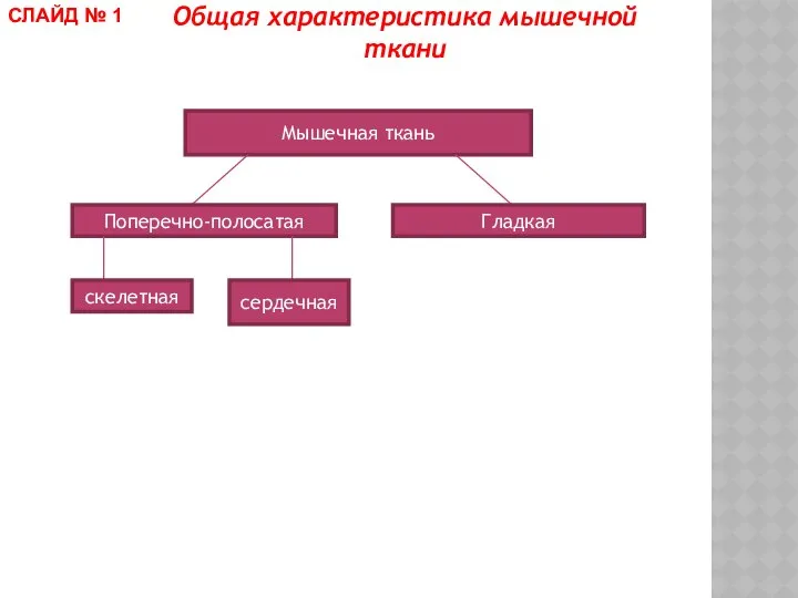 Мышечная ткань Поперечно-полосатая скелетная сердечная Гладкая Общая характеристика мышечной ткани СЛАЙД № 1