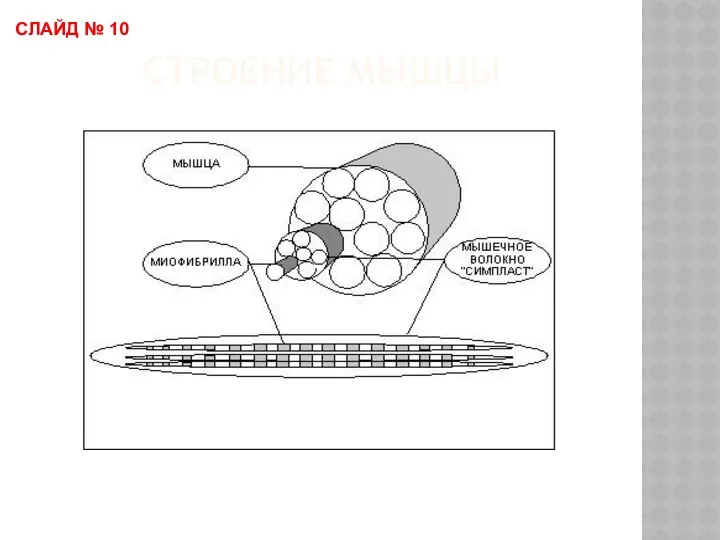 СТРОЕНИЕ МЫШЦЫ СЛАЙД № 10