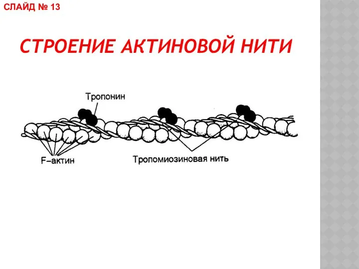 СТРОЕНИЕ АКТИНОВОЙ НИТИ СЛАЙД № 13