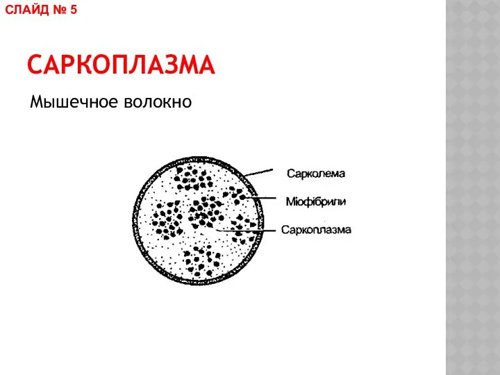 САРКОПЛАЗМА Мышечное волокно СЛАЙД № 5