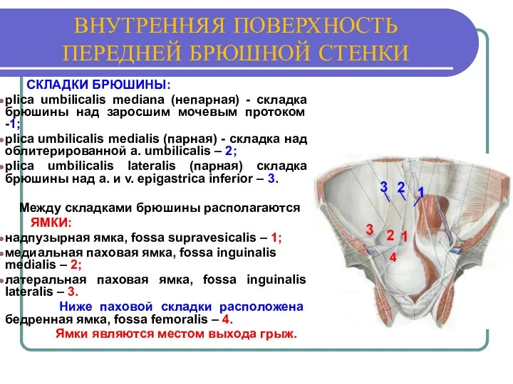 ВНУТРЕННЯЯ ПОВЕРХНОСТЬ ПЕРЕДНЕЙ БРЮШНОЙ СТЕНКИ СКЛАДКИ БРЮШИНЫ: plica umbilicalis mediana (непарная)