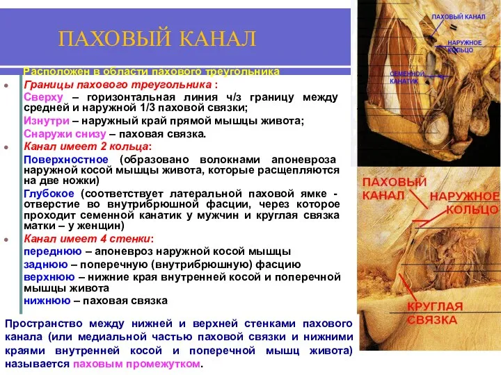 ПАХОВЫЙ КАНАЛ Расположен в области пахового треугольника Границы пахового треугольника :