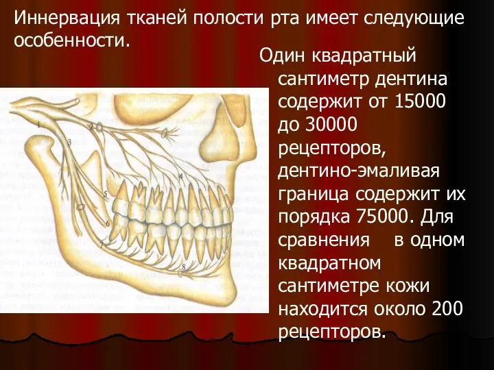 Иннервация тканей полости рта имеет следующие особенности. Один квадратный сантиметр дентина