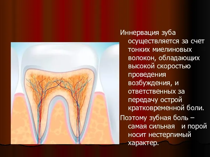 Иннервация зуба осуществляется за счет тонких миелиновых волокон, обладающих высокой скоростью