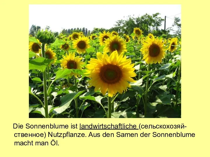 Die Sonnenblume ist landwirtschaftliche (сельскохозяй-ственное) Nutzpflanze. Aus den Samen der Sonnenblume macht man Öl.