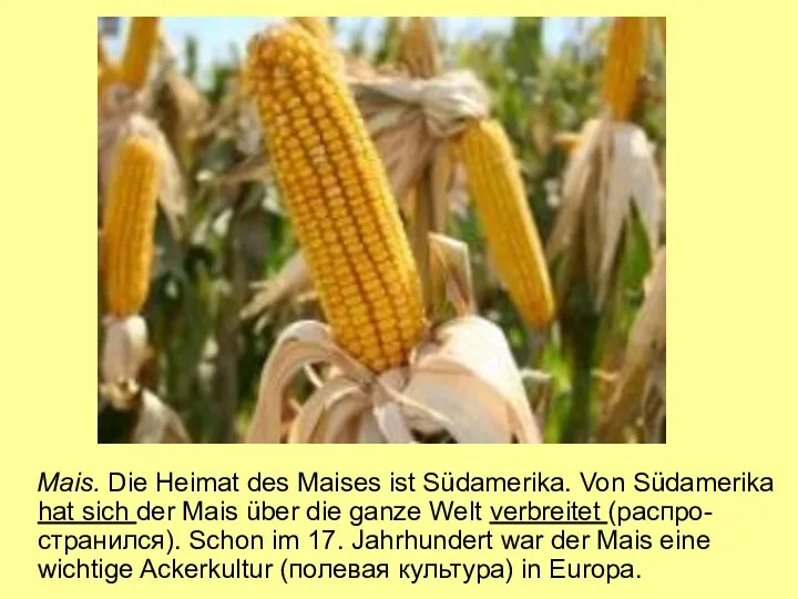 Mais. Die Heimat des Maises ist Südamerika. Von Südamerika hat sich