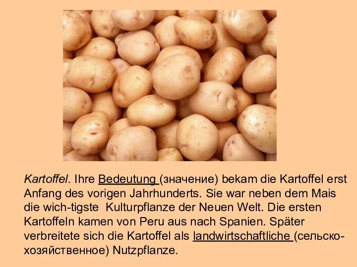 Kartoffel. Ihre Bedeutung (значение) bekam die Kartoffel erst Anfang des vorigen