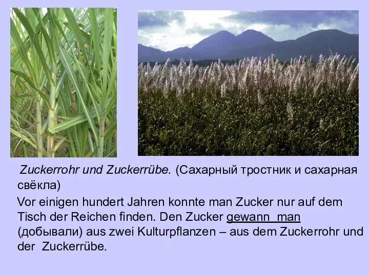 Zuckerrohr und Zuckerrübe. (Сахарный тростник и сахарная свёкла) Vor einigen hundert