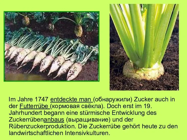 Im Jahre 1747 entdeckte man (обнаружили) Zucker auch in der Futterrübe