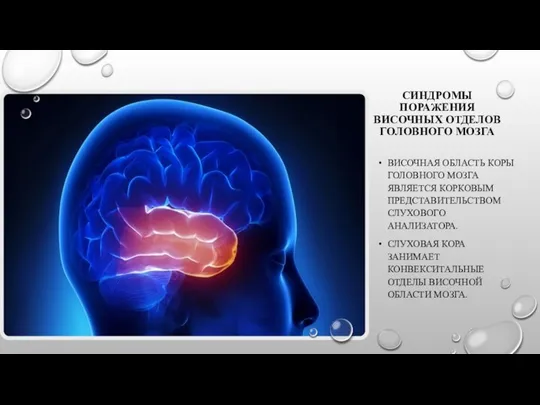 СИНДРОМЫ ПОРАЖЕНИЯ ВИСОЧНЫХ ОТДЕЛОВ ГОЛОВНОГО МОЗГА ВИСОЧНАЯ ОБЛАСТЬ КОРЫ ГОЛОВНОГО МОЗГА